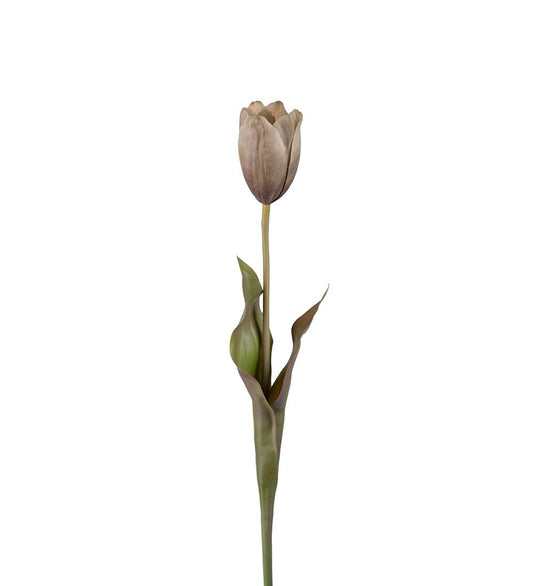 Tulip light brown 58 cm