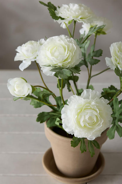 Ranunculus in pot 30 cm