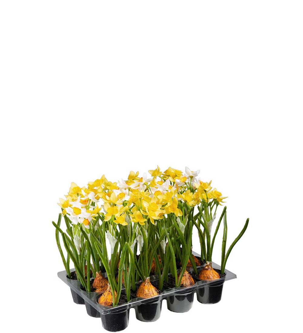 Påskelilje i potte 22 cm