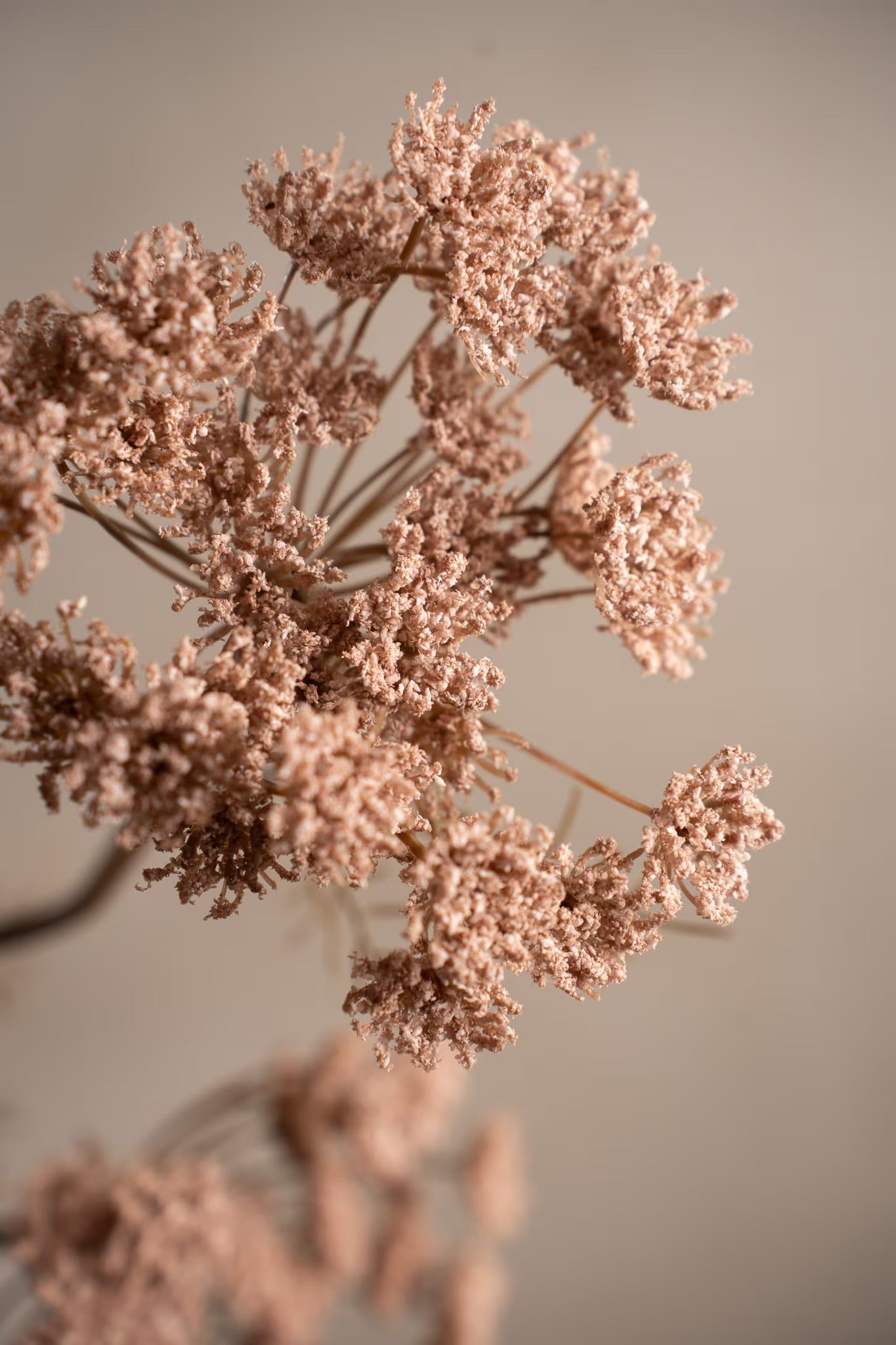 Wild Carrot pink 80 cm