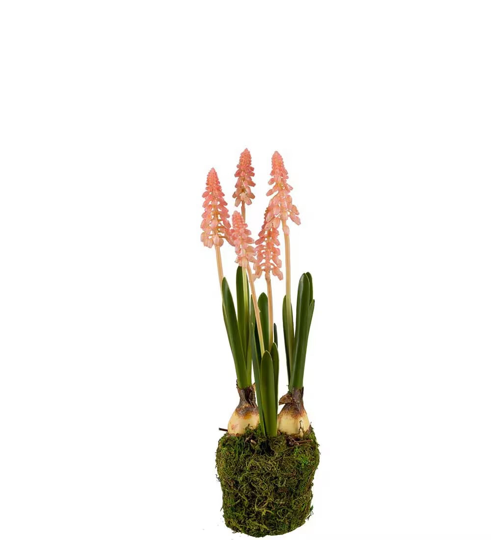 Pink Grape Hyacinth 25 cm