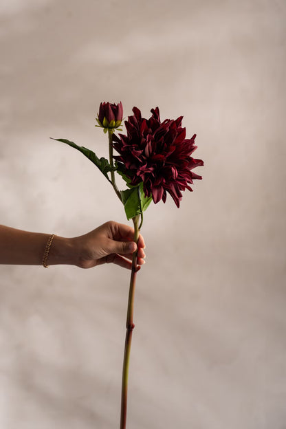 Dahlia burgundy 70 cm