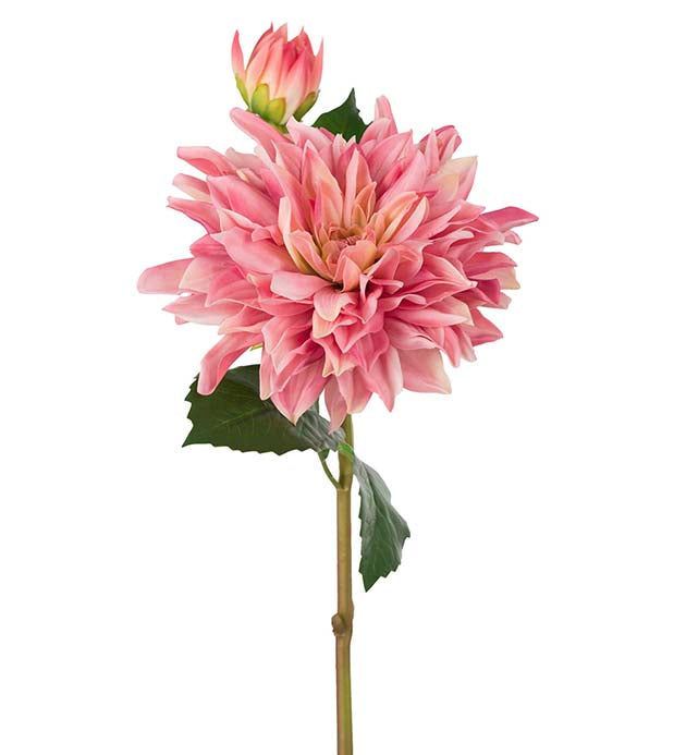 Dahlia rosa 70 cm
