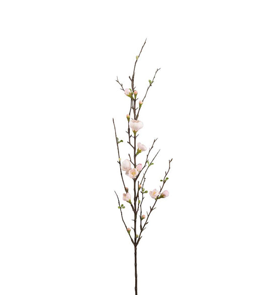 Epleblomst 90 cm