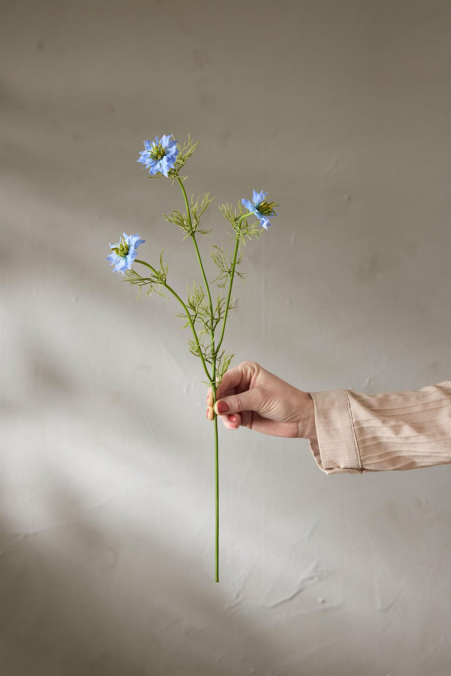 Nigella blå 60 cm