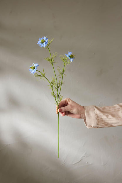 Nigella blå 60 cm