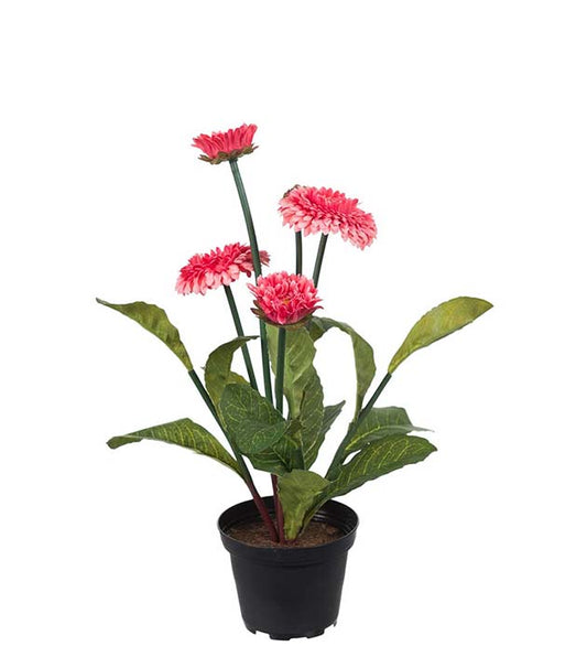 Bellis rosa i potte 30 cm