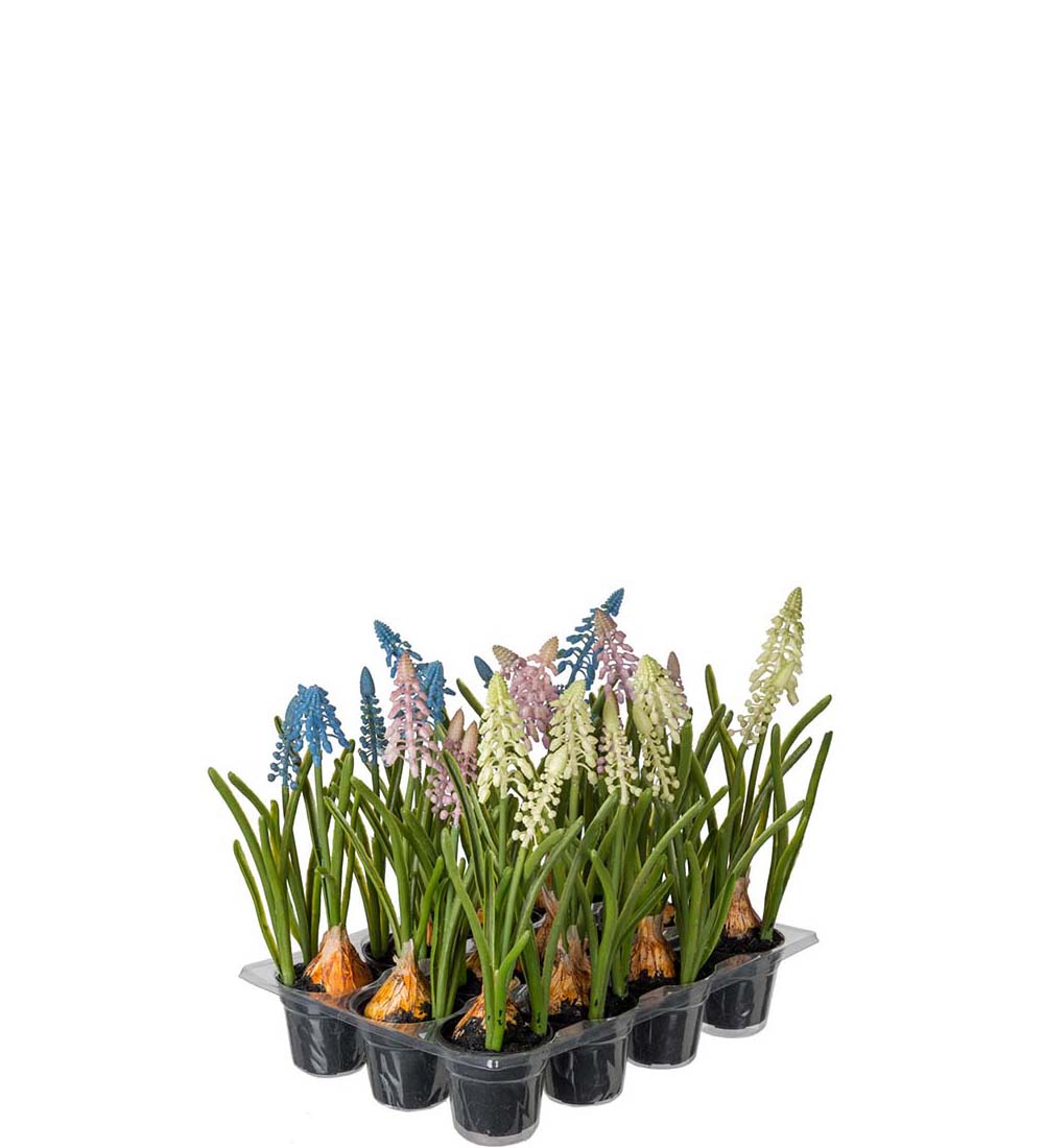 Perlehyasint farger 25 cm