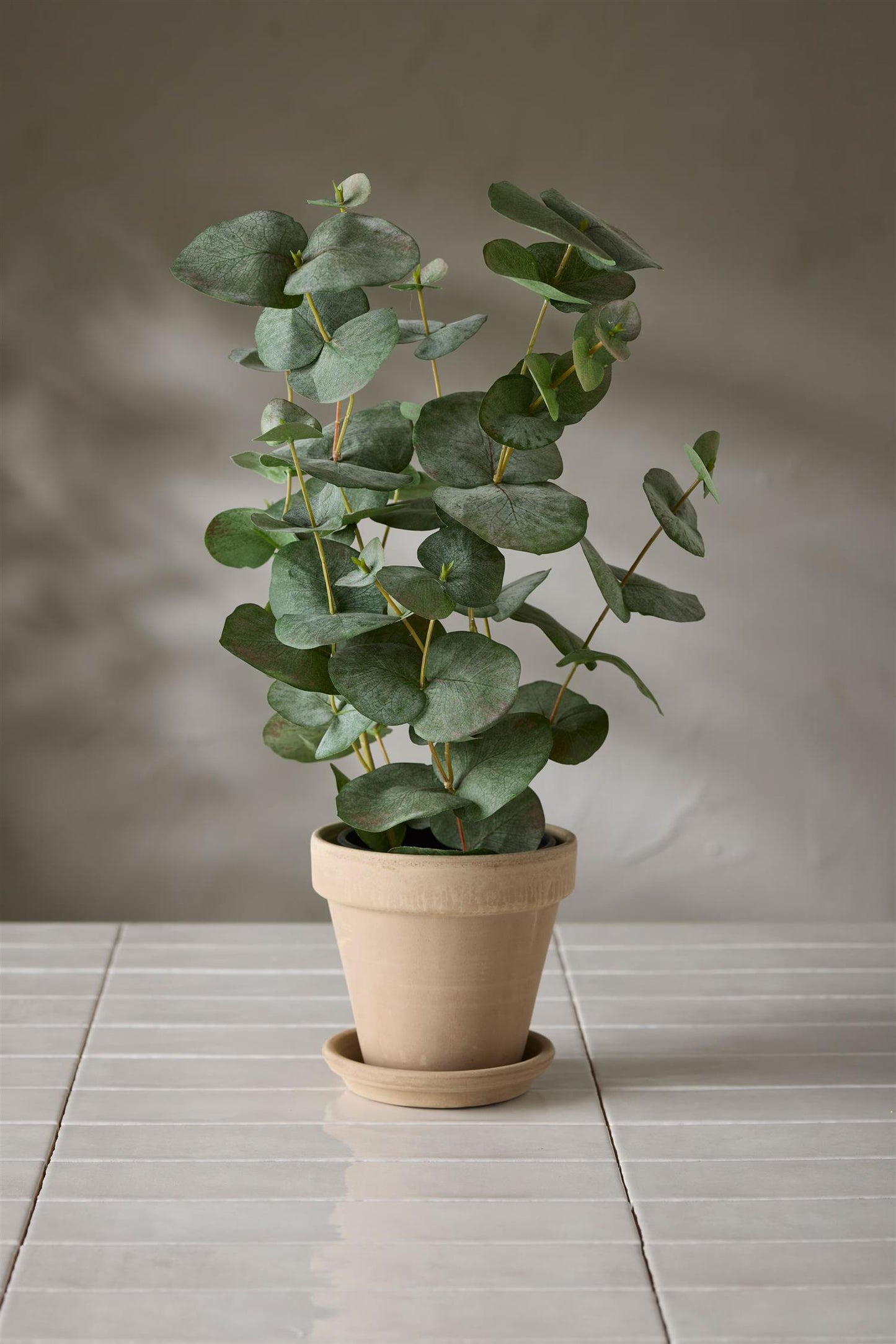 Eucalyptus i potte 55 cm