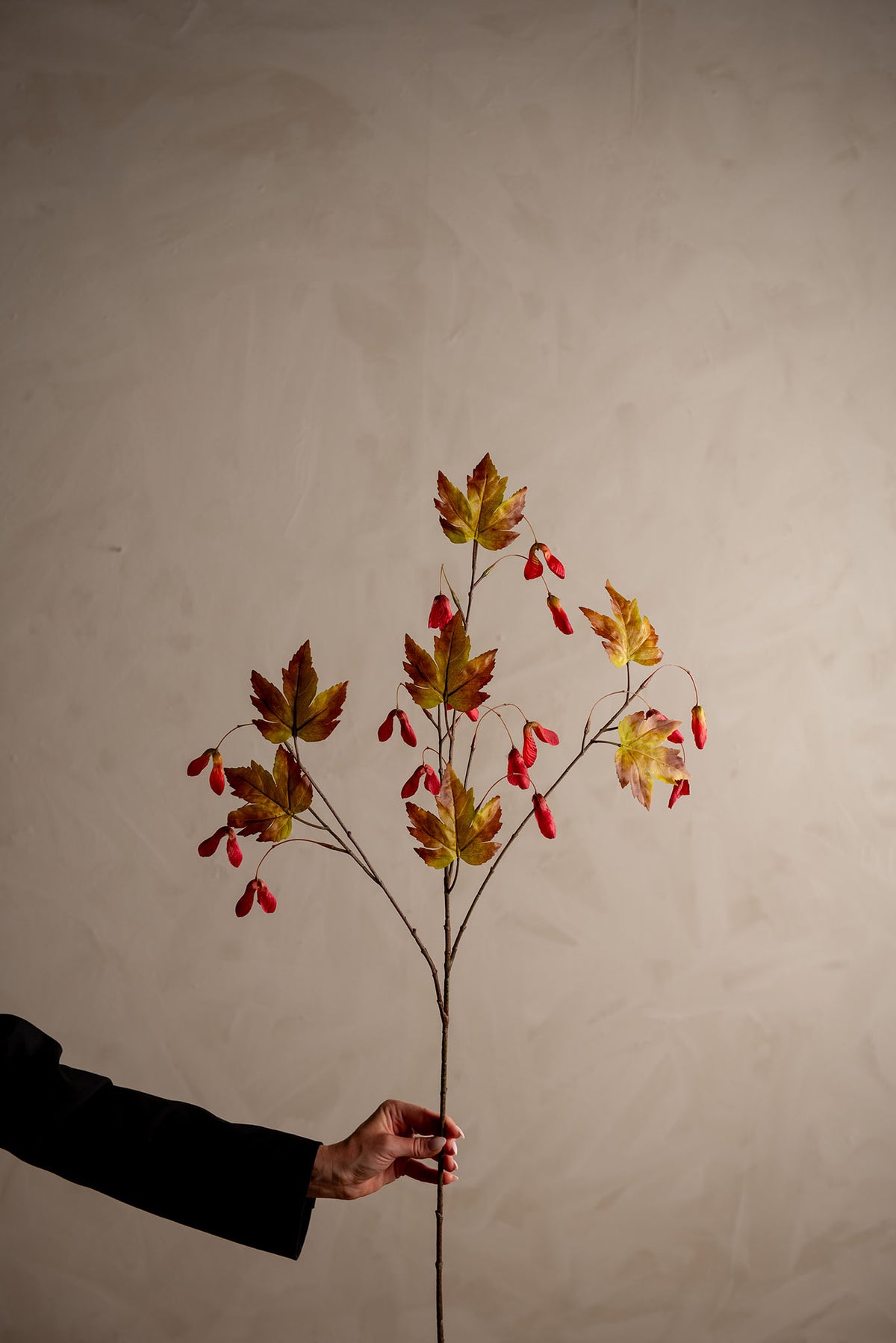 Lønn kvist 95 cm