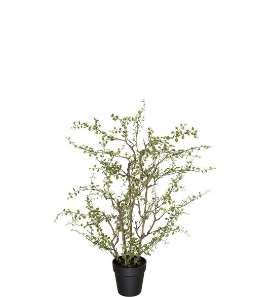 Muehlenbeckia i potte 70 cm