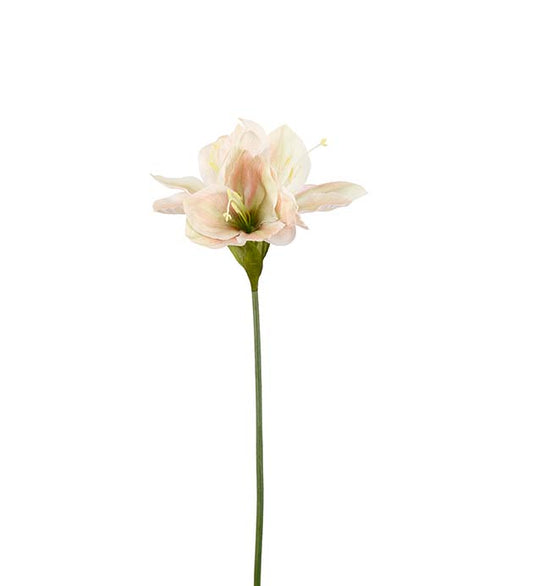 Amaryllis light pink 63 cm