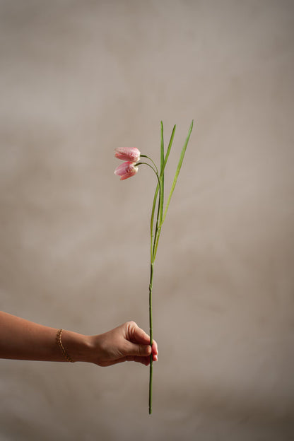 Frittilaria rosa 50 cm