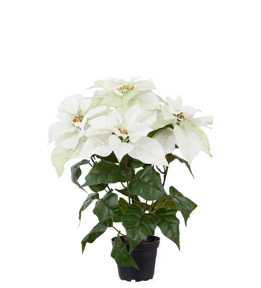 Julestjerne hvit i potte 45 cm