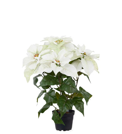 Julestjerne hvit i potte 45 cm