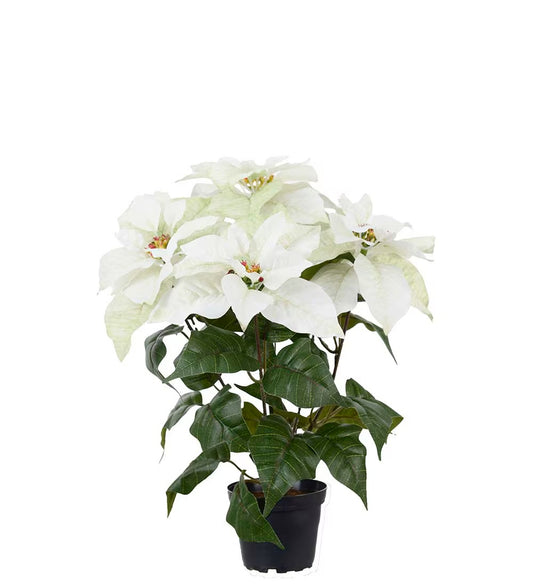 Julestjerne hvit i potte 45 cm