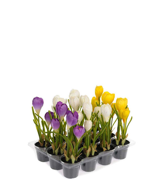 Crocus i potte 20 cm