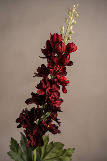 Delphinium burgunder 75 cm