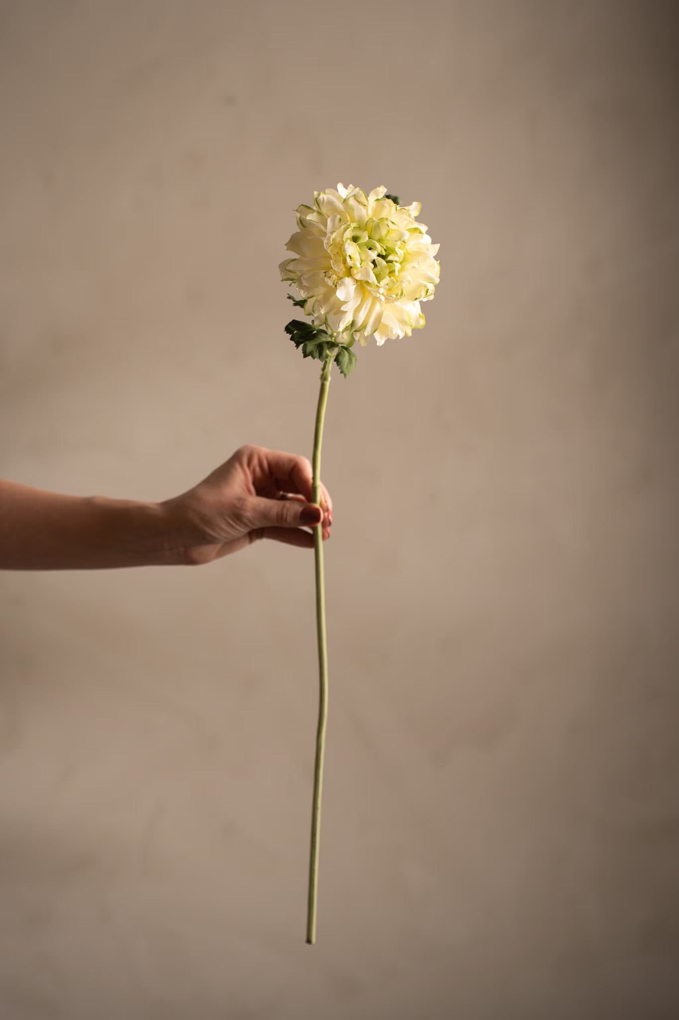 Ranunculus green 60 cm