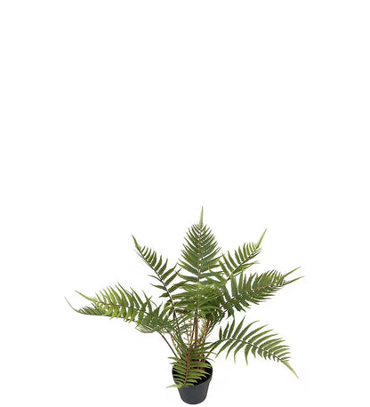 Fern in pot 50 cm