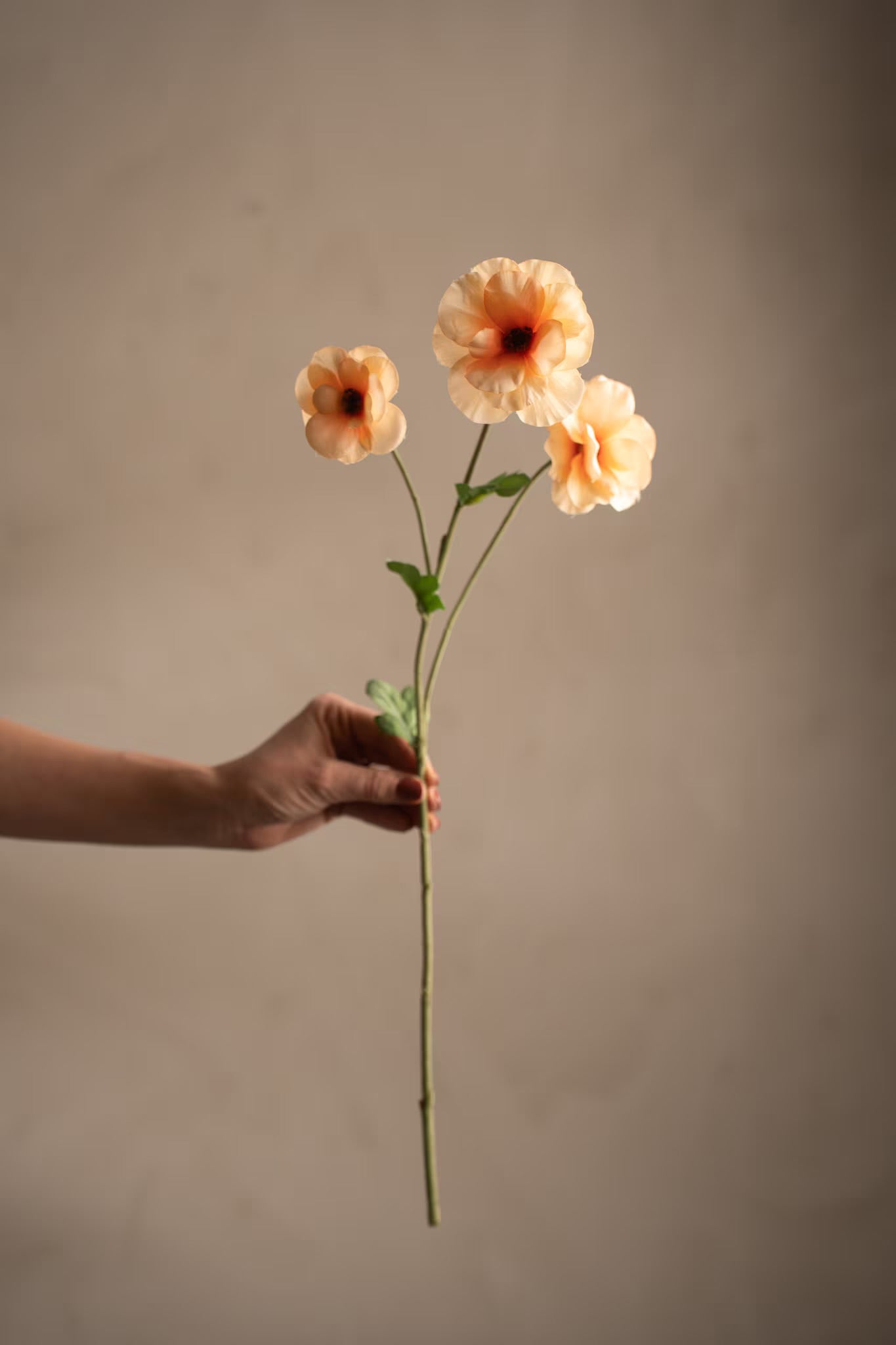 Japanese ranunculus peach 62 cm