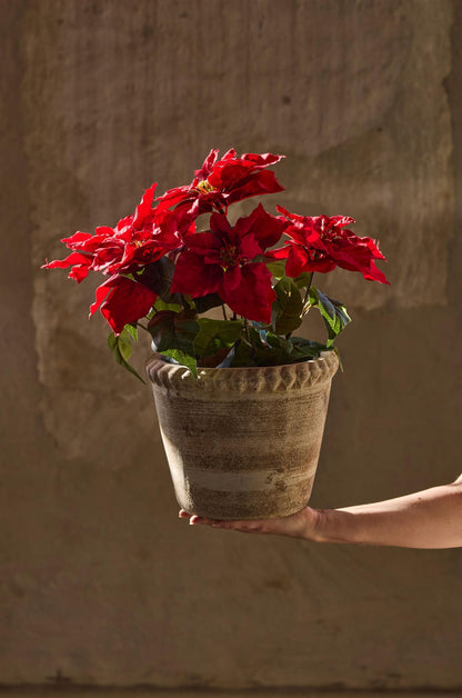 Red poinsettia in pot 45 cm