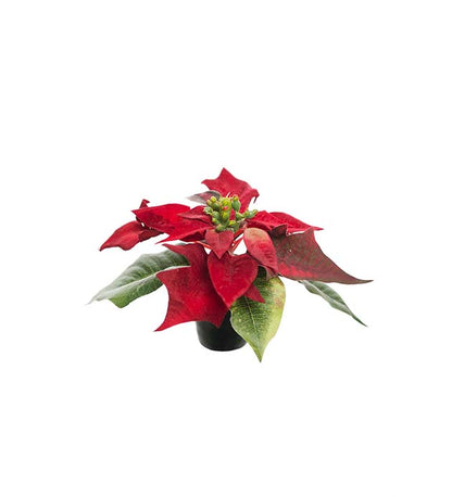 Poinsettia red in pot 10 cm