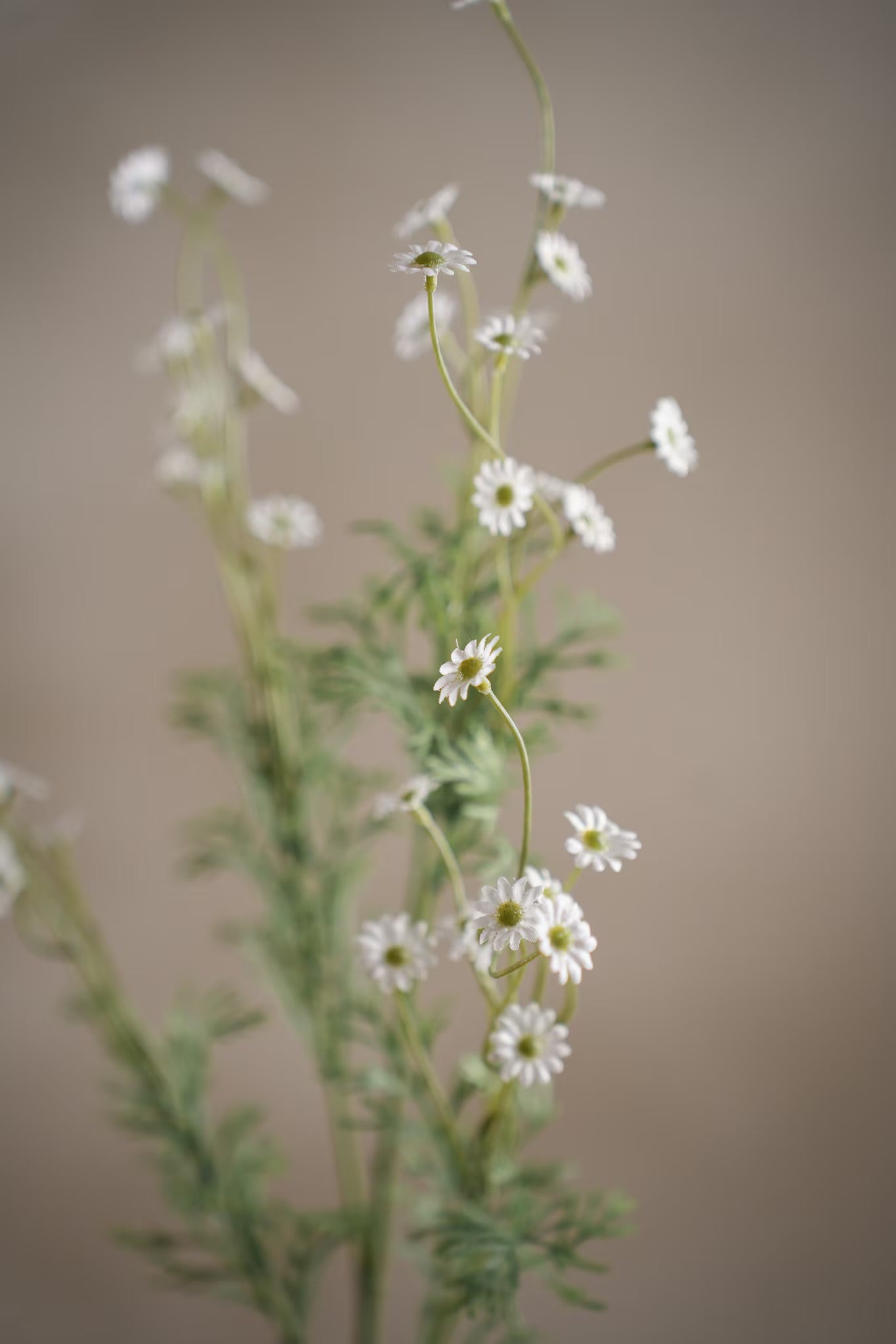 Daisy white 72 cm