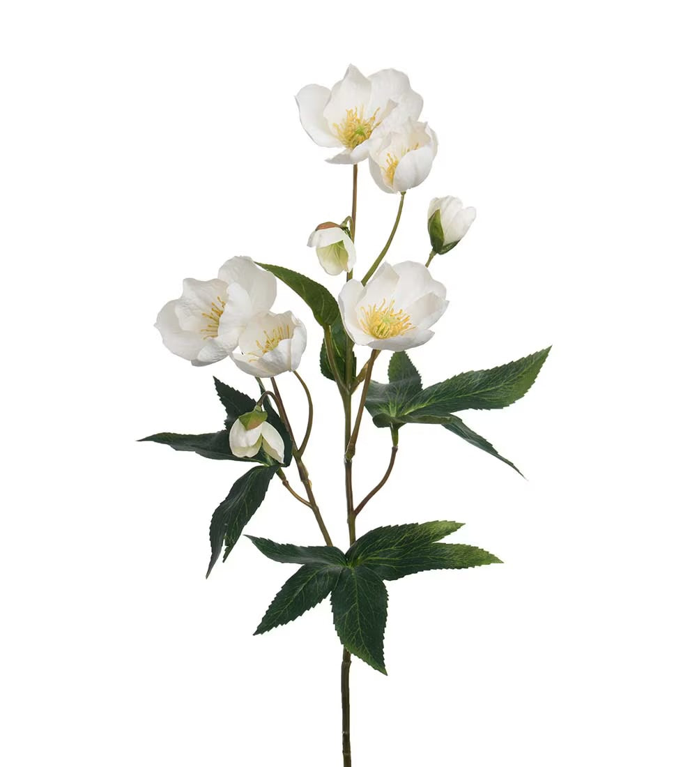 Christmas rose white 57 cm