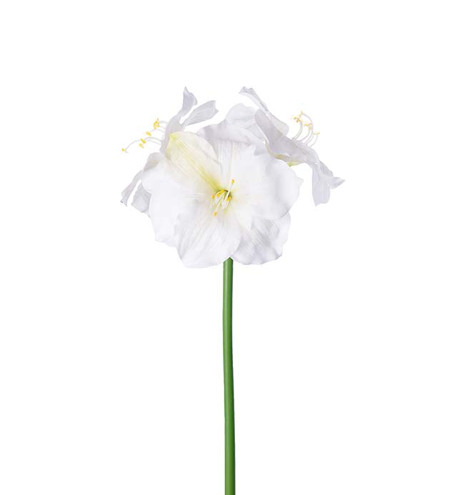 Amaryllis hvit 65 cm