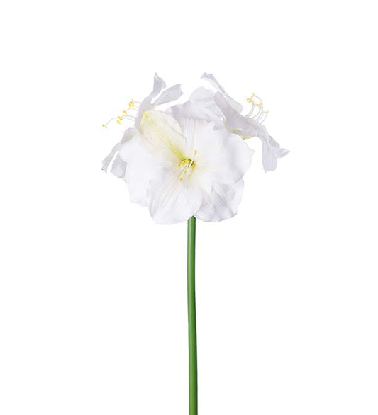 Amaryllis hvit 65 cm