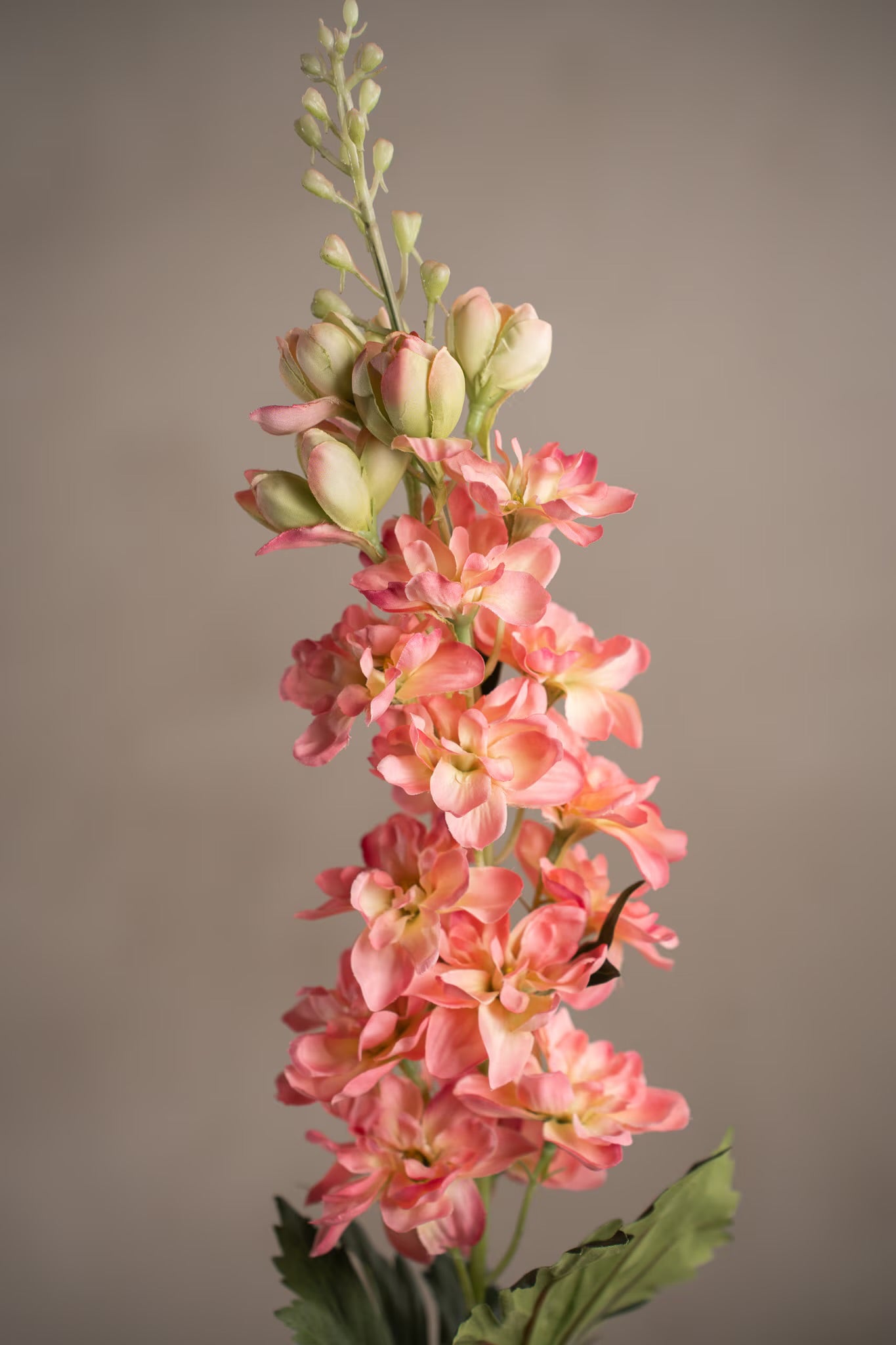 Delphinium rosa 75 cm