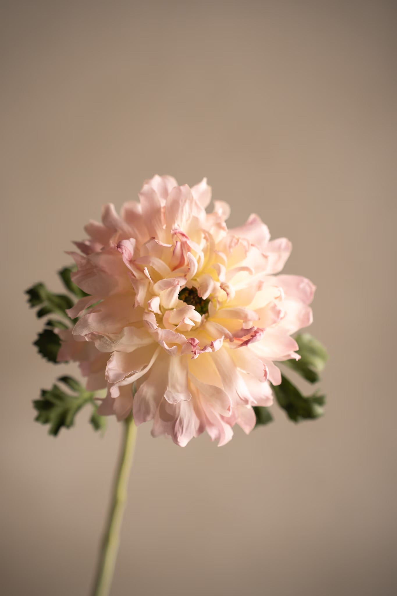 Ranunculus pink 60 cm