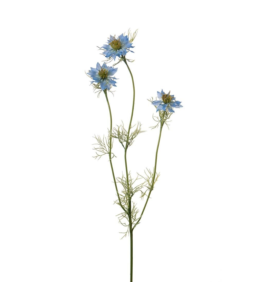 Nigella blå 60 cm