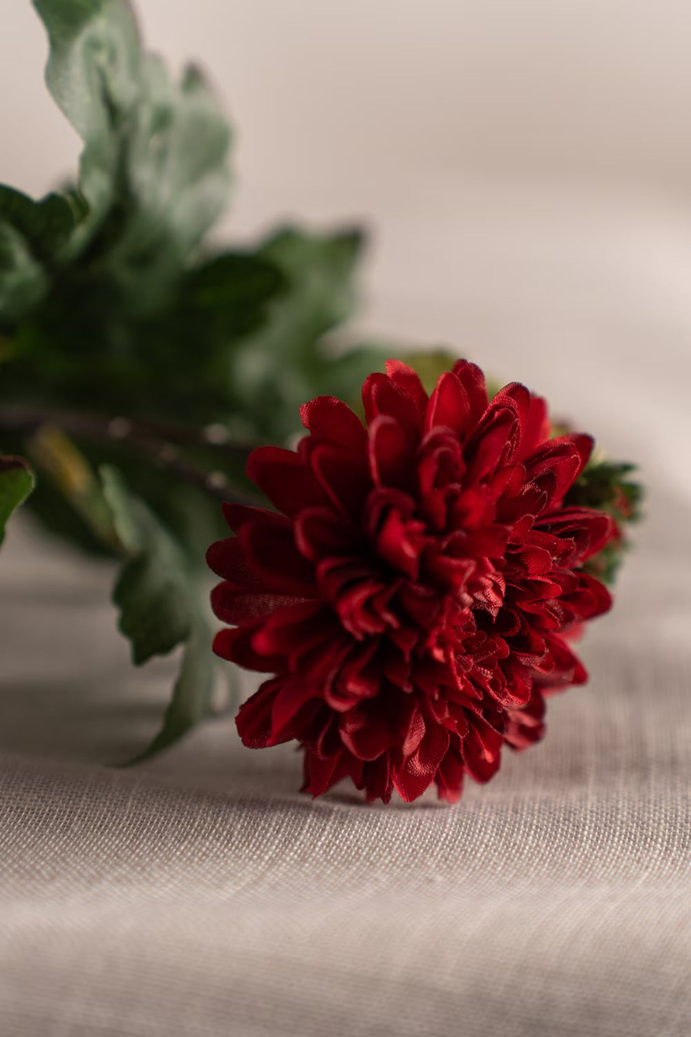 Chrysanthemum burgunder 53 cm