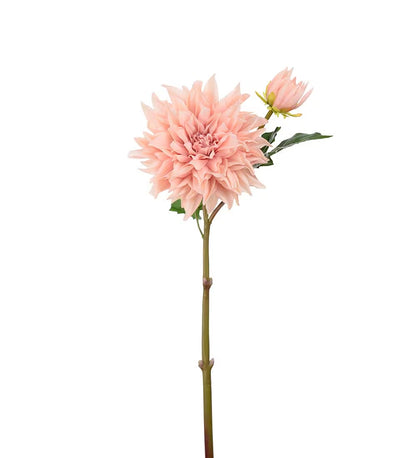 Dahlia fersken 70 cm