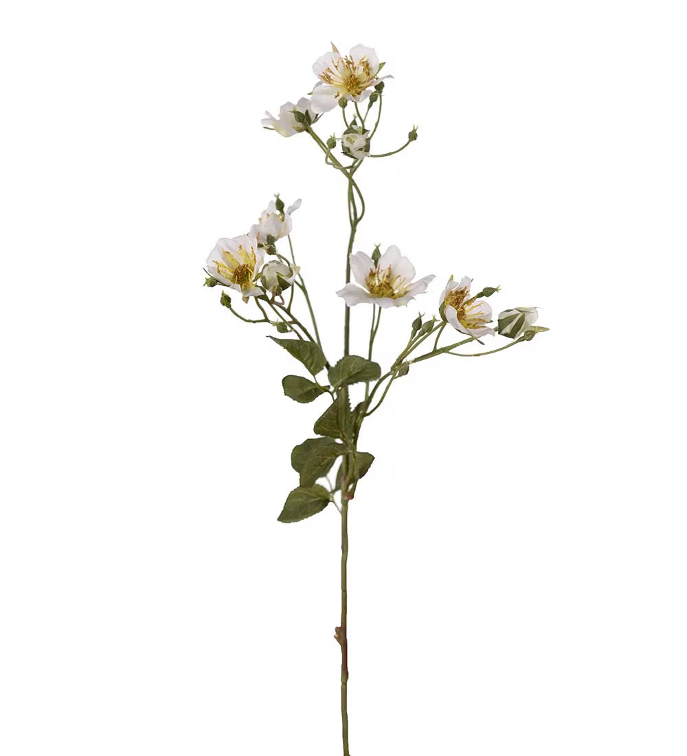 Japansk klatrerose hvit 65 cm
