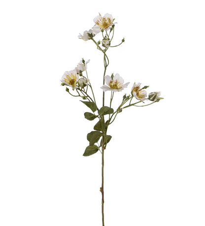 Japansk klatrerose hvit 65 cm