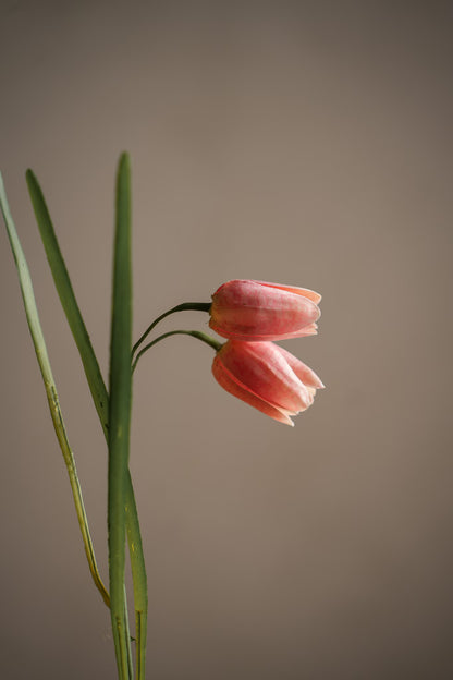 Frittilaria rosa 50 cm
