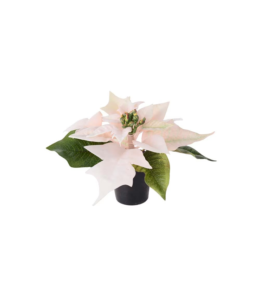 Julestjerne Lys Rosa i potte 10 cm