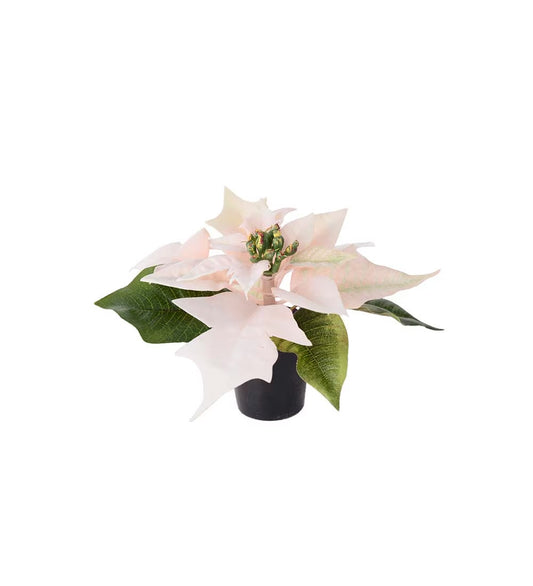 Potted Pink Poinsettia 10 cm