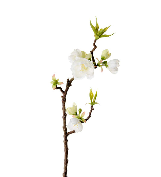 Kvist epleblomst hvit 40 cm