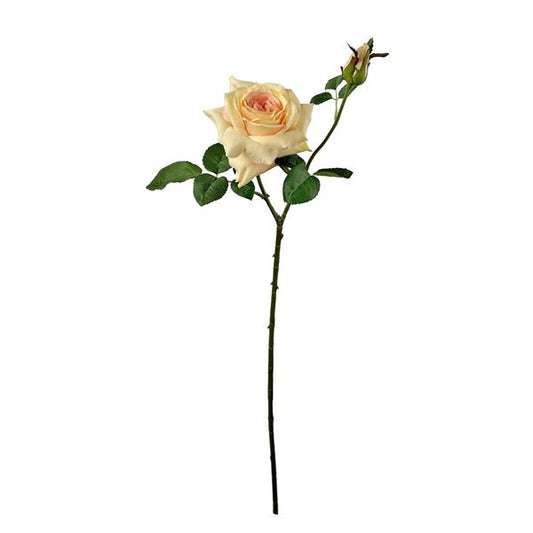Hagerose fersken 66 cm