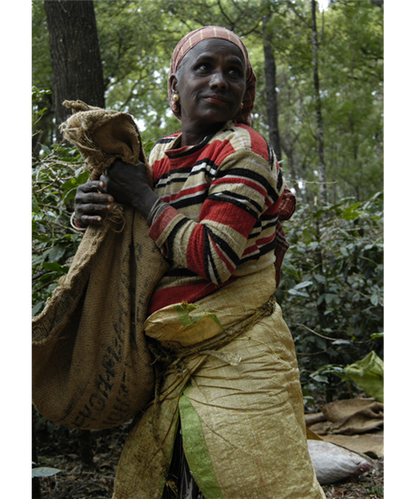 India Merthi Mountain kaffe hele bønner 250 gram