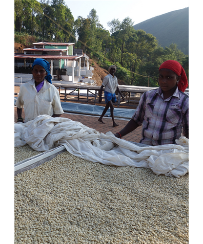 India Merthi Mountain kaffe hele bønner 250 gram
