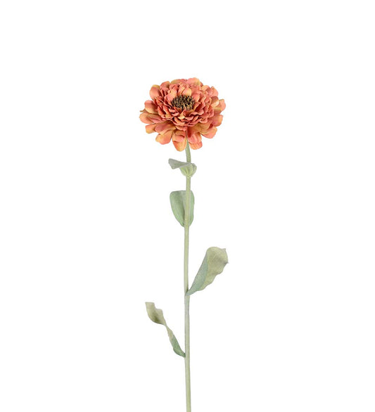 Zinnia 58 cm