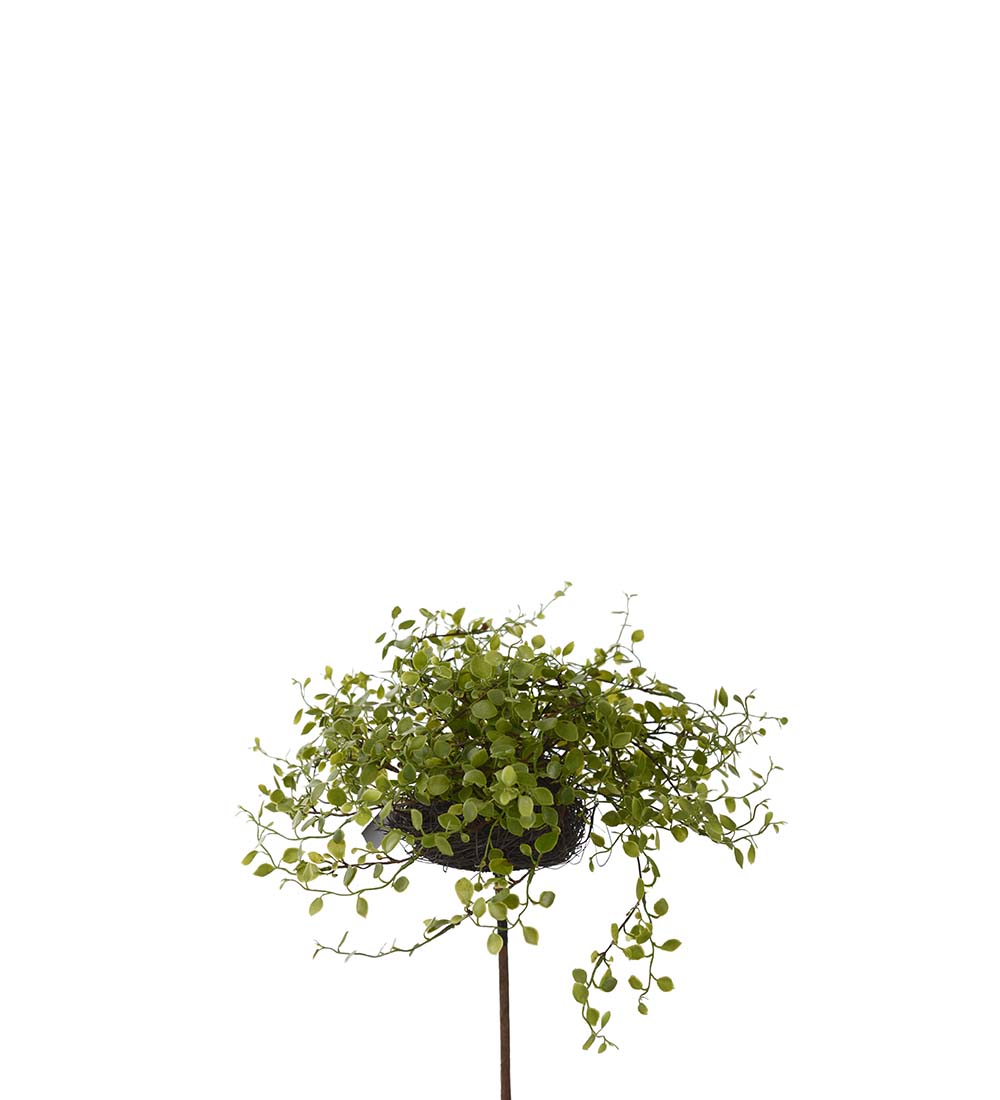 Muehlenbeckia in pot 25 cm