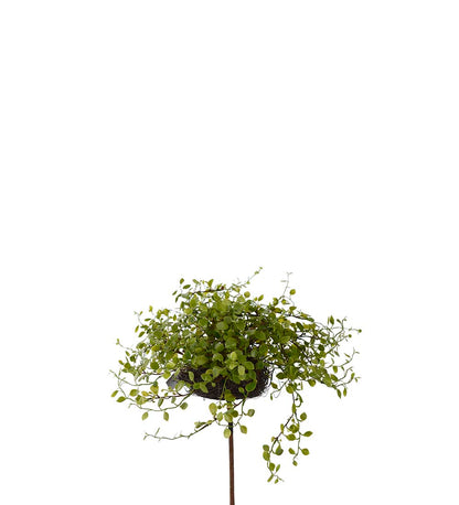 Muehlenbeckia in pot 25 cm