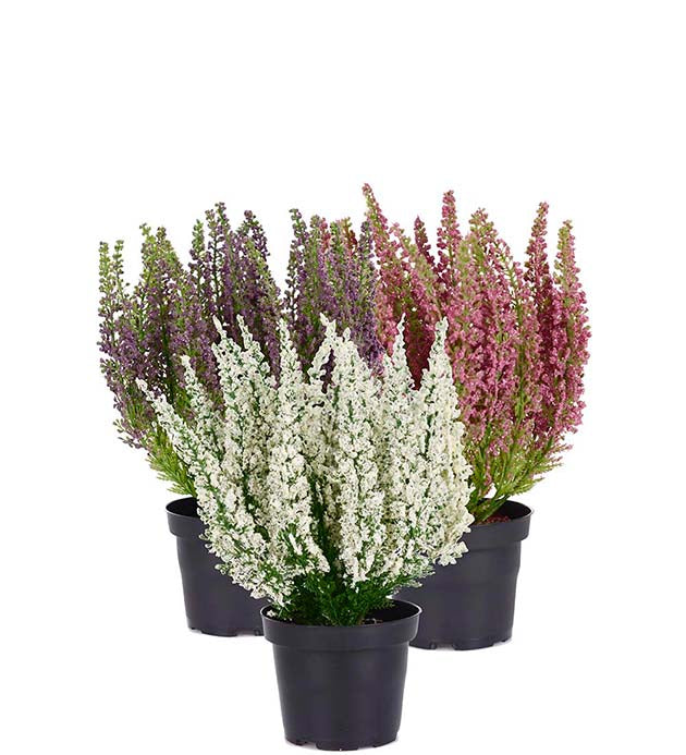 Potted heather purple 28 cm