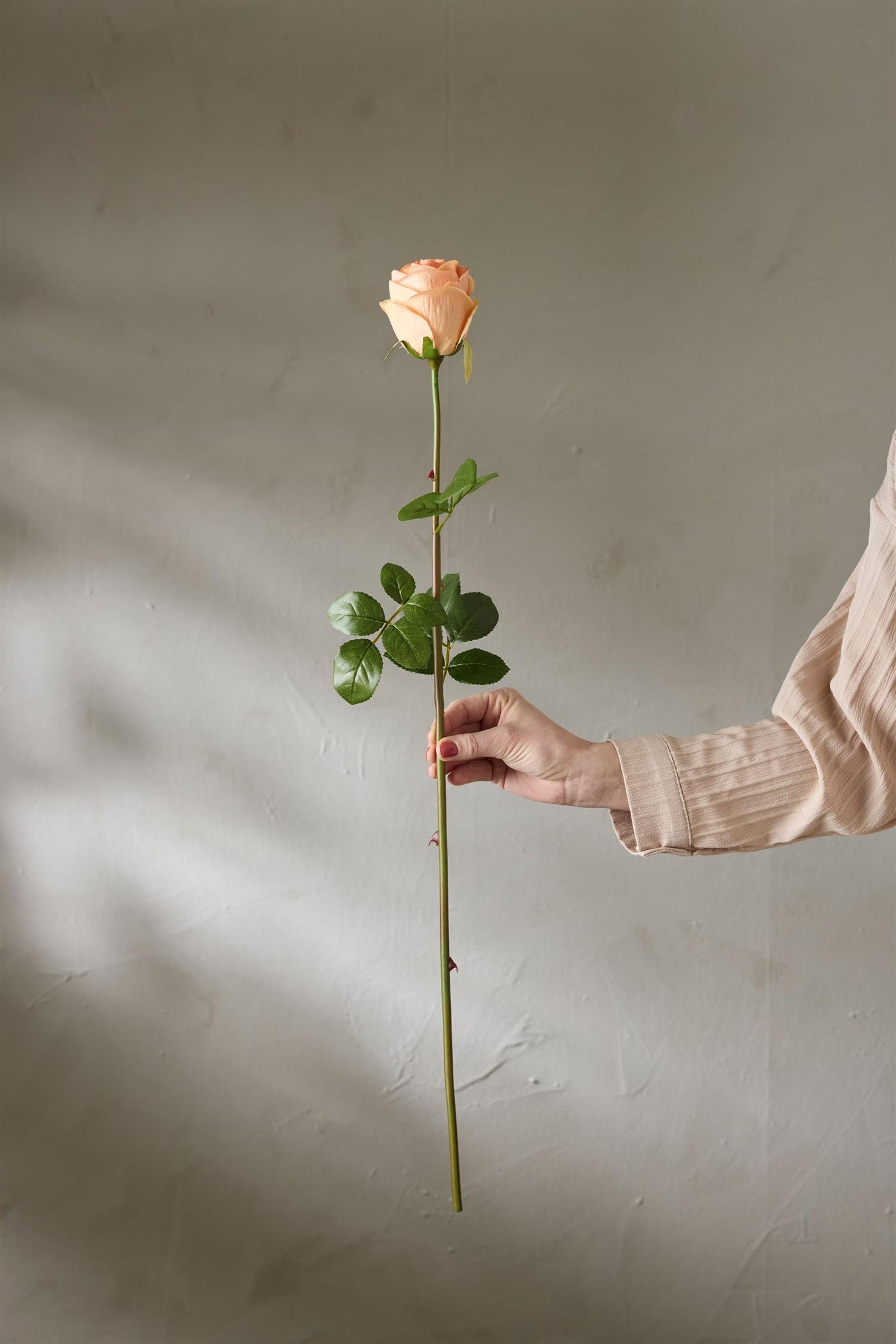 Apricot rose 75 cm